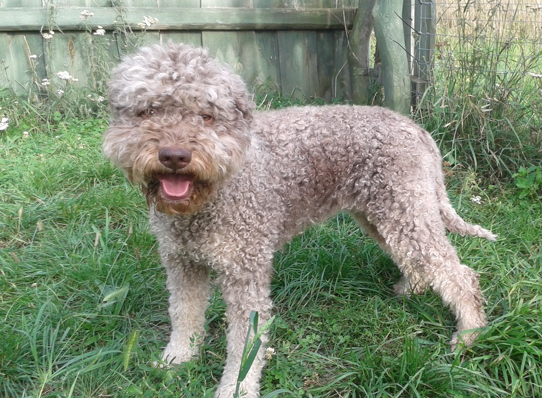 Lagotto Romagnolo - Italienische Wasserhunde, Trüffelhunde - Lagotto