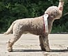Lagotto Romagnolo Studdog Lagotto Rüde