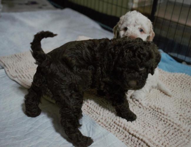 Lagotto Romagnolo L Wurf