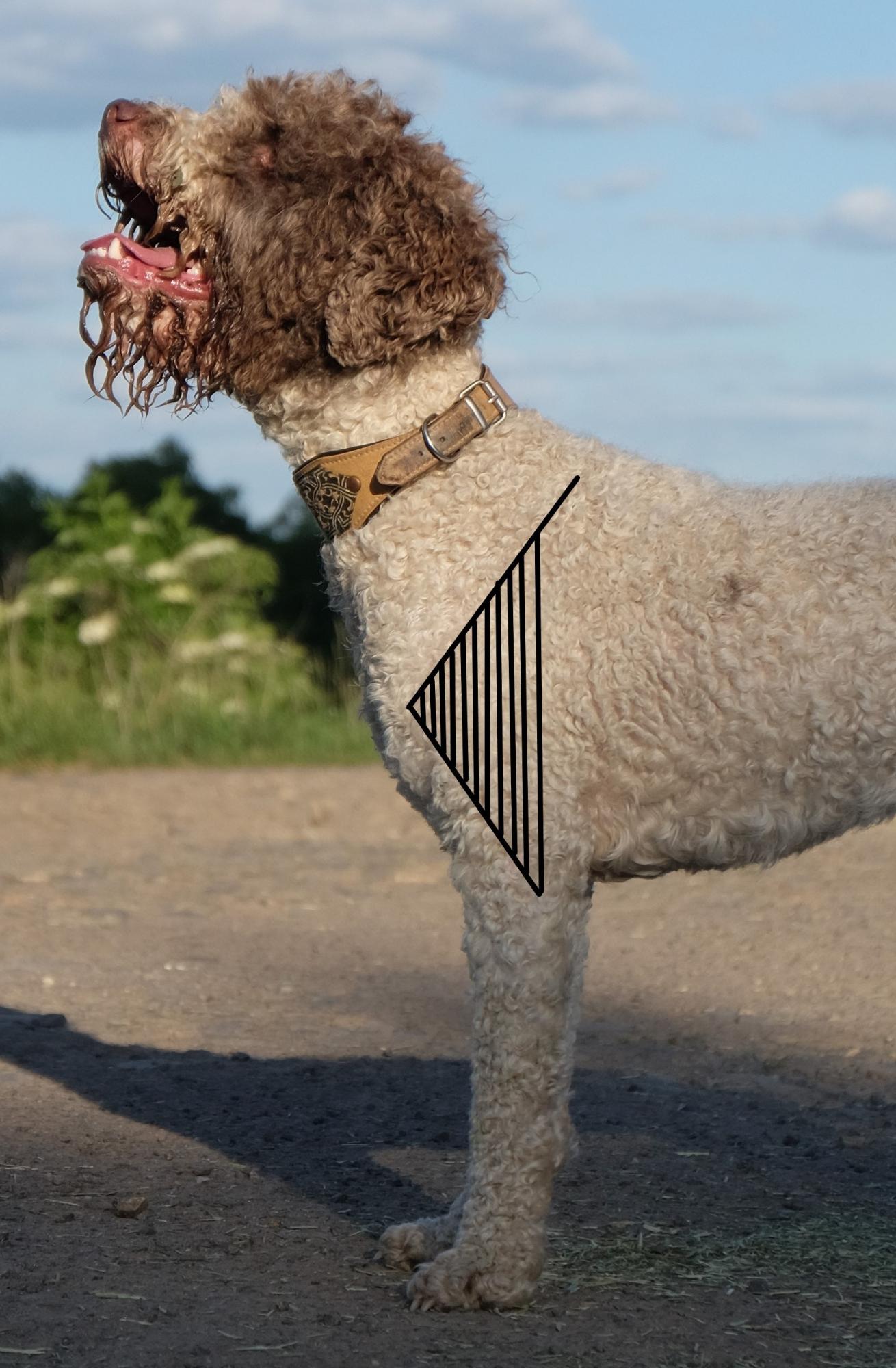 Lagotto Romagnolo Italienische Wasserhunde, Trüffelhunde Anatomie