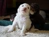 Lagotto Leipzig