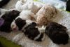 Hundewelpen Lagotto Lagotto Romagnolo Leipzig