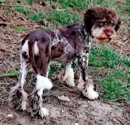 Farbvererbung Hund Lagotto