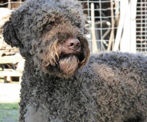 Schon fast ein richtiger Lagotto