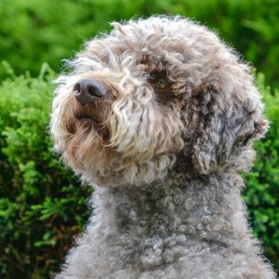 Lagotto Romagnolo Zuchtrüde Theo