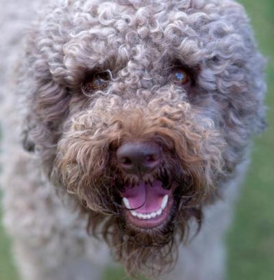 Lagotto Romagnolo Zuchtrüde Lucrezio