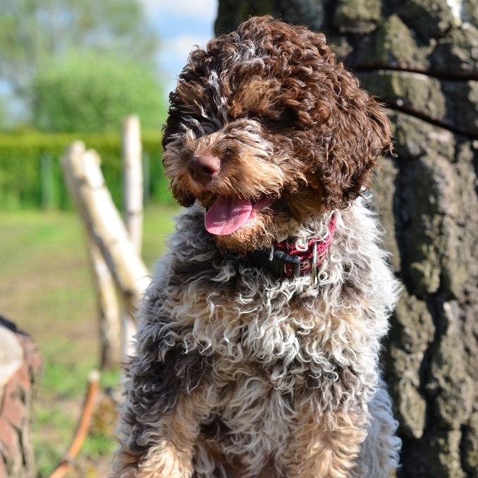Lagotto Romagnolo Italienische Wasserhunde, Trüffelhunde Lagotto Romagnolo Neues von