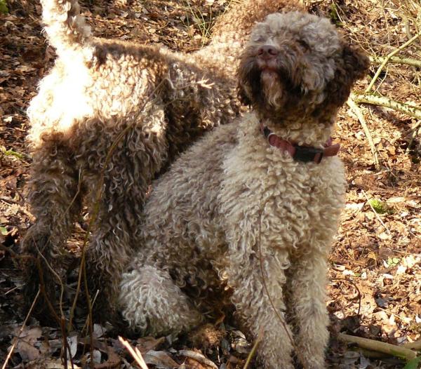 lagotto romagnolo_600_526