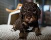 Lagotto Zucht Sachsen