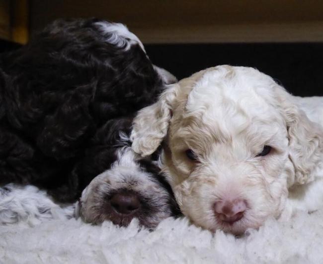 Lagotto Romagnolo L Wurf