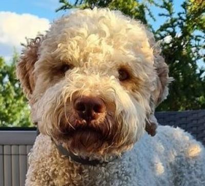 Lagotto Romagnolo Zuchtrüde Lui