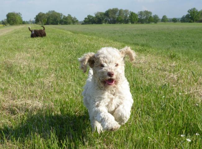 Lagotto Romagnolo L Wurf